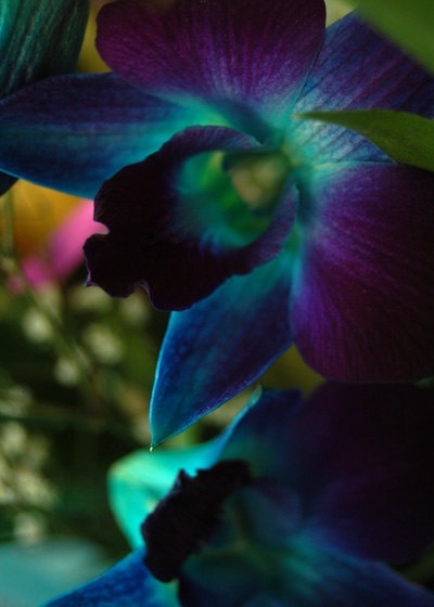 Photo:  Blue Orchid